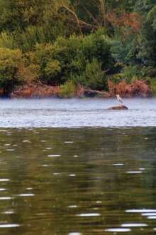 Fotografia de uma cegonha no Rio Minho, em Monção